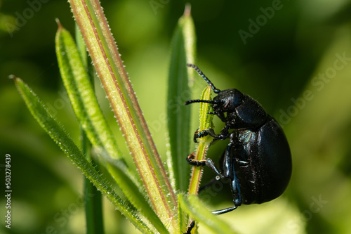 Timarcha tenebricosa - Bloody-nosed Beetle - Chrysomèle noire - Crache sang