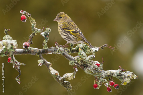 Feale of Eurasian siskin. Carduelis spinus photo