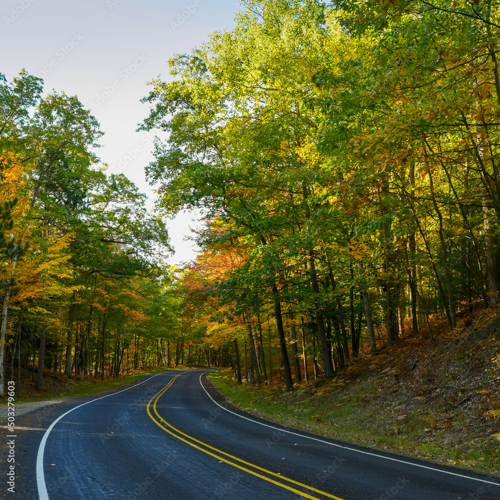 Fototapeta premium Deserted curvy road through a green forest with some orange leaves in the fall.