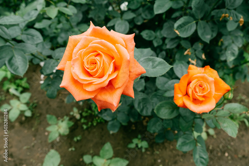 One orange roses in the garden.