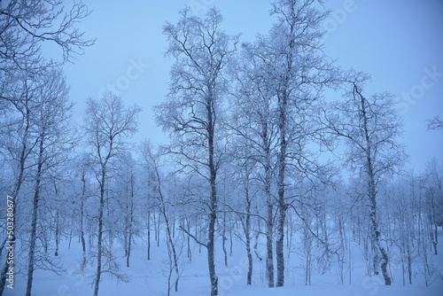 trees in the snow, polar night in a small arctic village in Sweden, December 2018