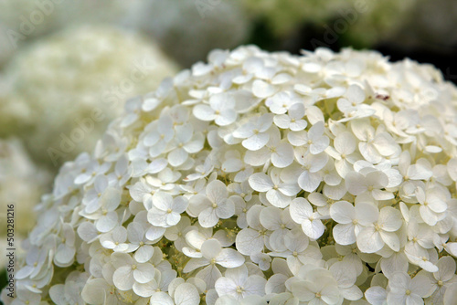close up of white flowers © Wisam Ainia