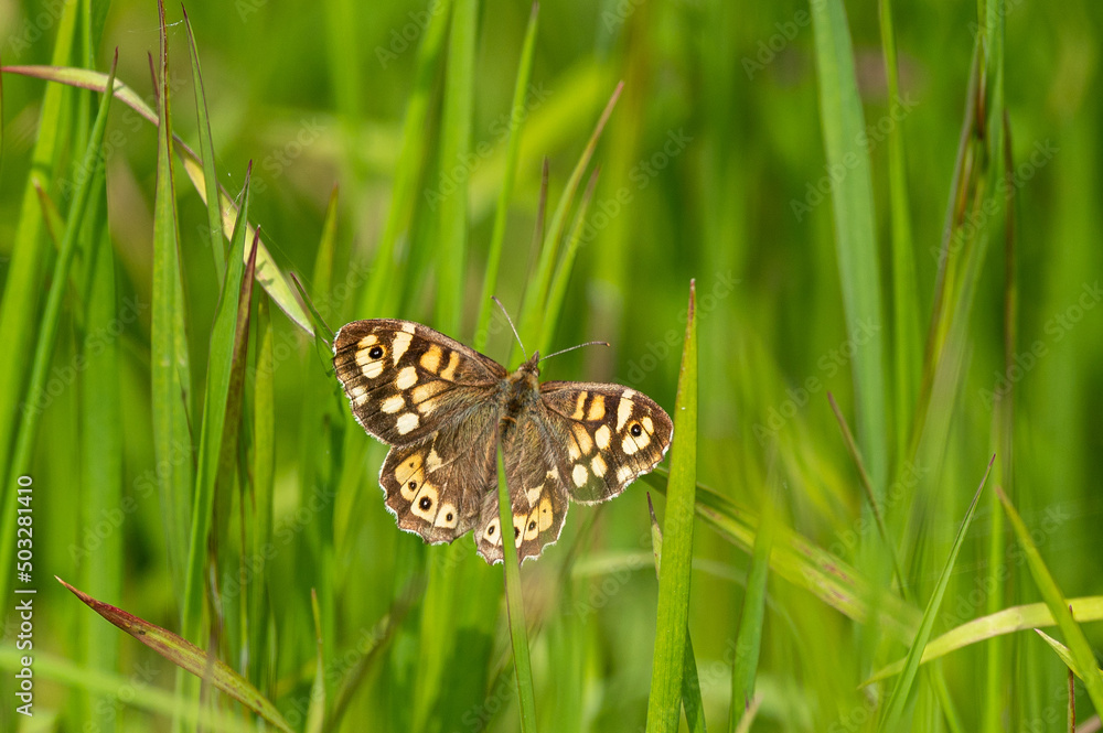 Pararge aegeria - Speckled wood - Tircis Pararge aegeria - Speckled wood - Tircis
