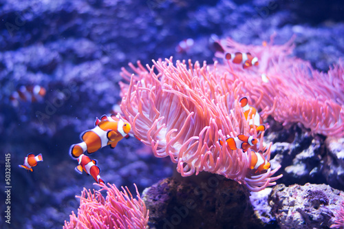 Tropical sea corals and clown fish Amphiprion percula in marine aquarium. Copy space for text photo