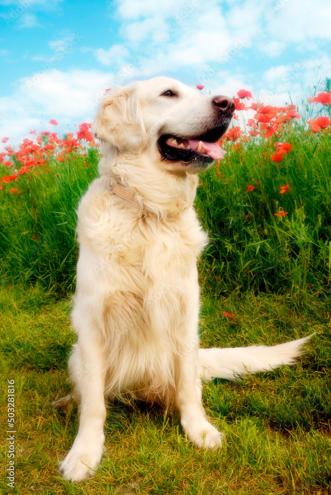 beautiful white golden retriever with red poppies in summer day