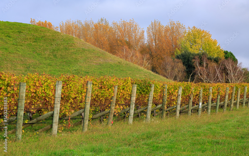 A vineyard in the Hawke's Bay region, New Zealand, in autumn, with a row of trees in the background