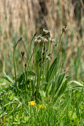 Plantago lanceolata - Narrowleaf Plantain - Plantain lancéolé photo