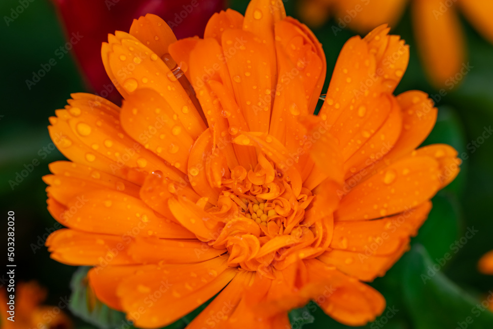 Calendula officinalis (marigold) macro flowerhead Calendula officinalis (marigold) macro flowerhead