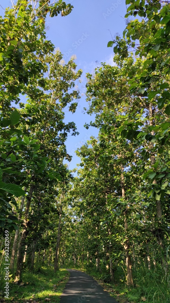 Fototapeta premium Village road surrounded by teak forest in Pangandaran, Indonesia