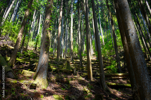 間伐され日光の差し込む杉林
