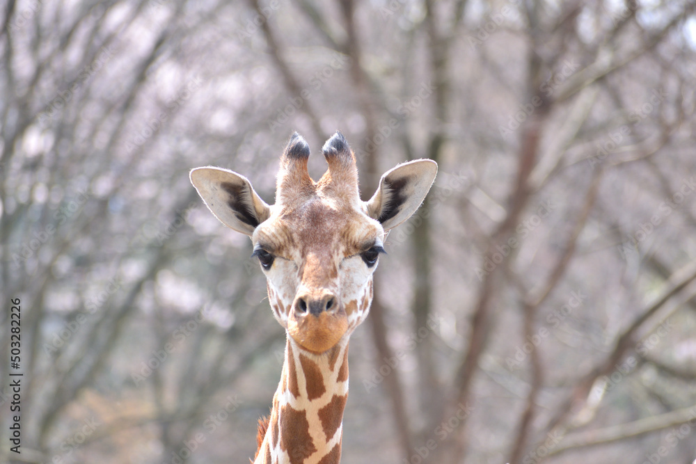 Naklejka premium 多摩動物公園