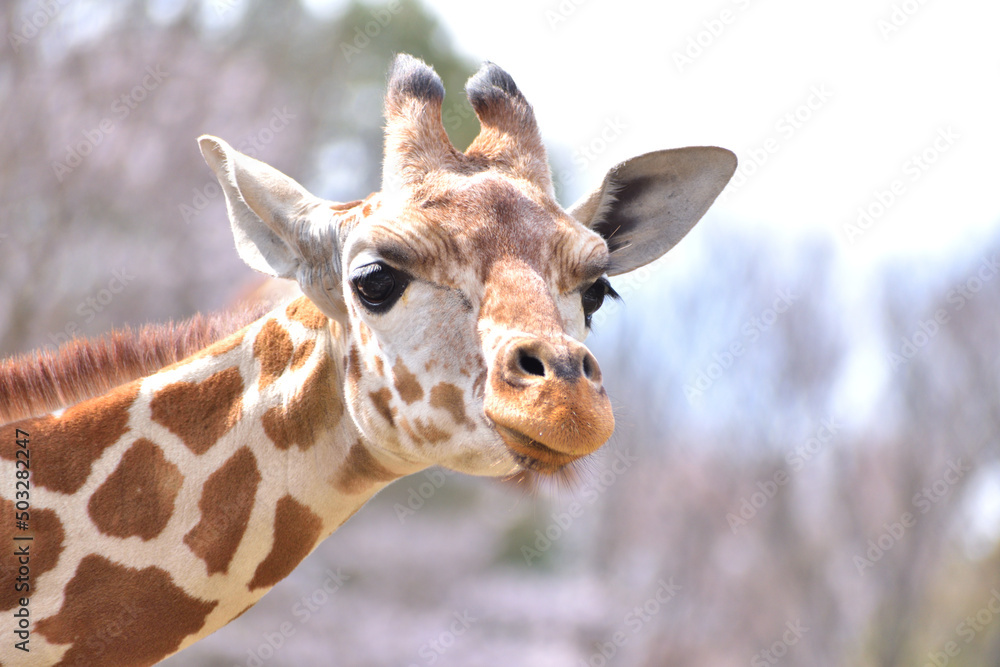 Fototapeta premium 多摩動物公園