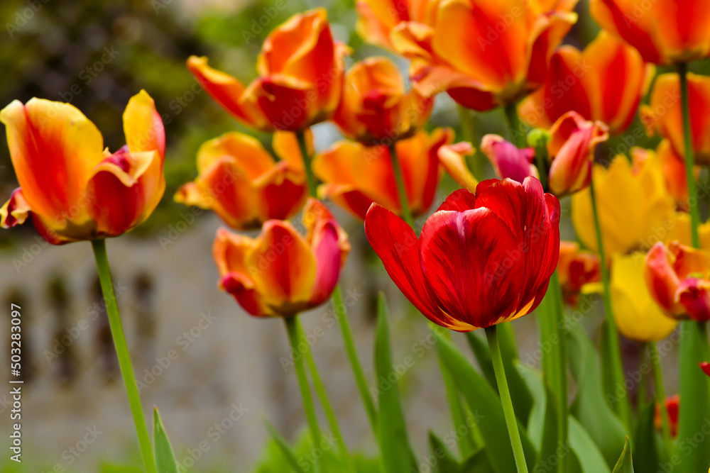 Fresh spring tulips growing in the garden Fresh spring tulips growing in the garden