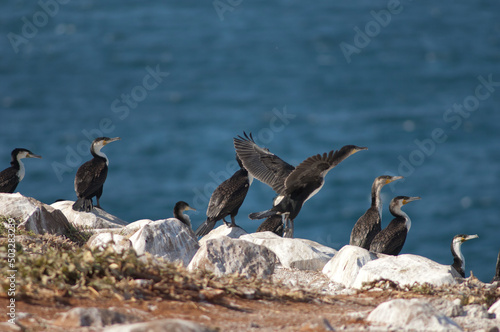 Great cormorants Phalacrocorax carbo in Sarpan Island. Iles de la Madeleine National Park. Dakar. Senegal.