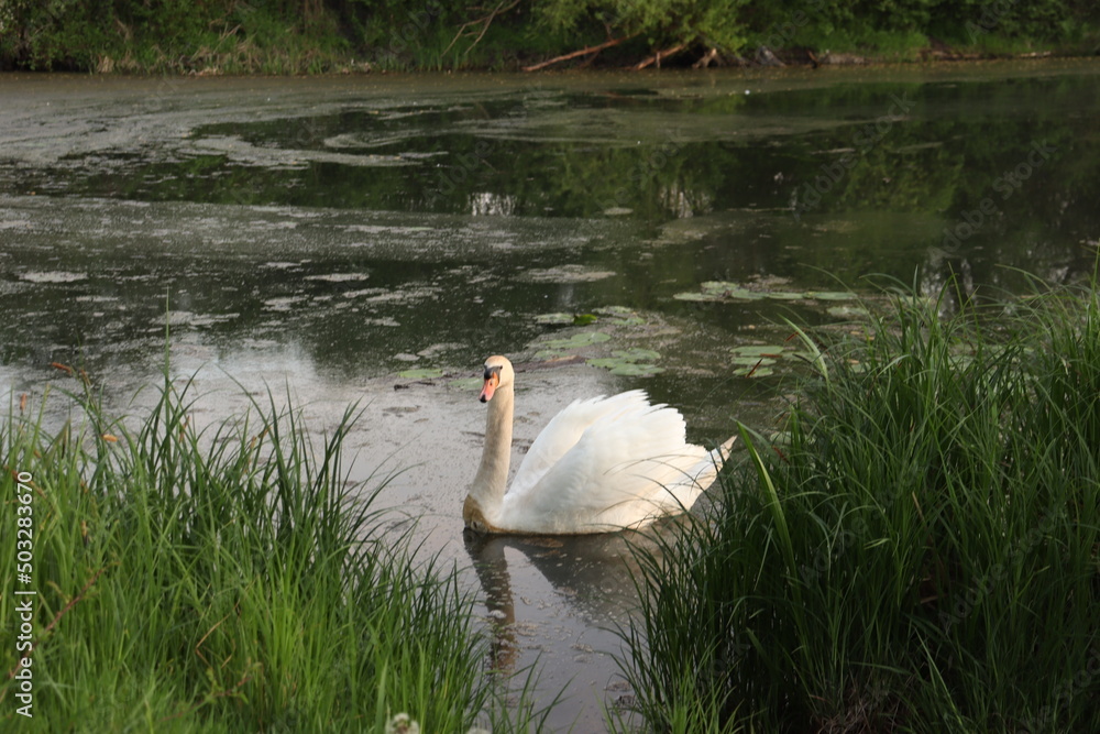 Obraz na płótnie swan on the lake w salonie