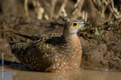 Burchell's Sandgrouse
