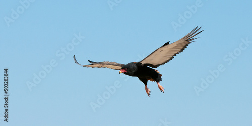 Bateleur (Terathopius ecaudatus) Kgalagadi Transfrontier  Park, South Africa. Jpg