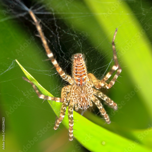 macro of a spider in Thailand