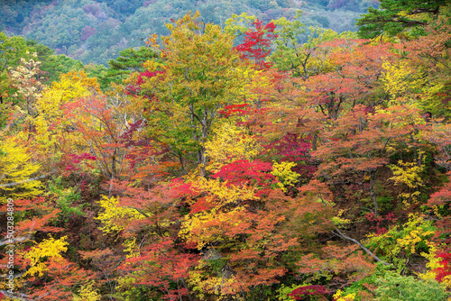autumn colors in the forest naruko gorge Japan