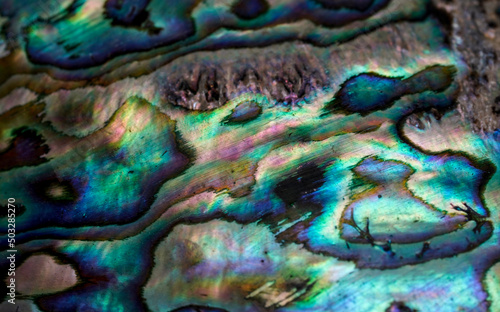 Abstract blue and green background, close up of a paua shell 