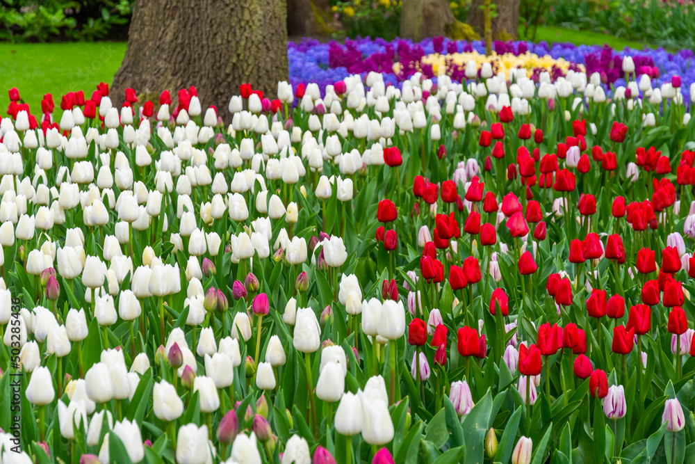 Beautiful Tulip flower in bloom, multiple colors - red, orange, pink, white. Formal garden Keukenhof, Netherlands.