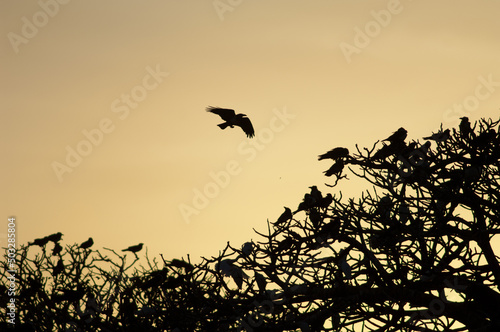 Фотография Pied crows Corvus albus on a communal roost at sunset