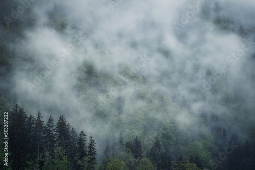 Dramatic fog over forest and dark mood in the mountains - Königssee Alps © Hanjin