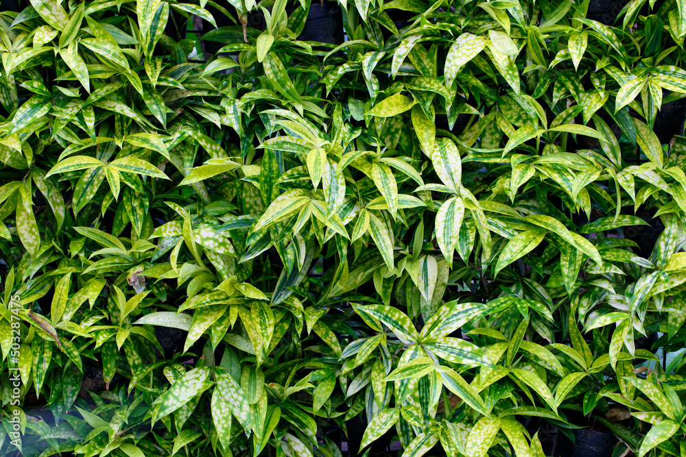 Green leaf texture, tropical leaf foliage nature background