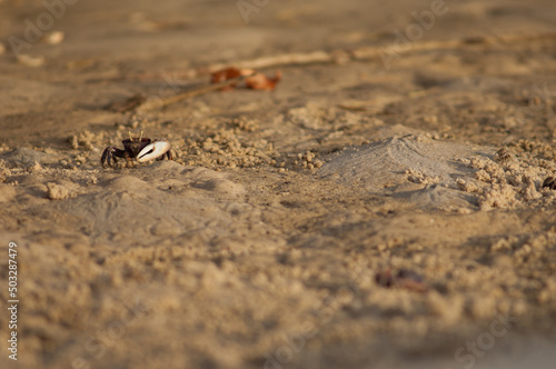 Male fiddler crab Afruca tangeri. Langue de Barbarie National Park. Senegal River. Saint-Louis. Senegal.
