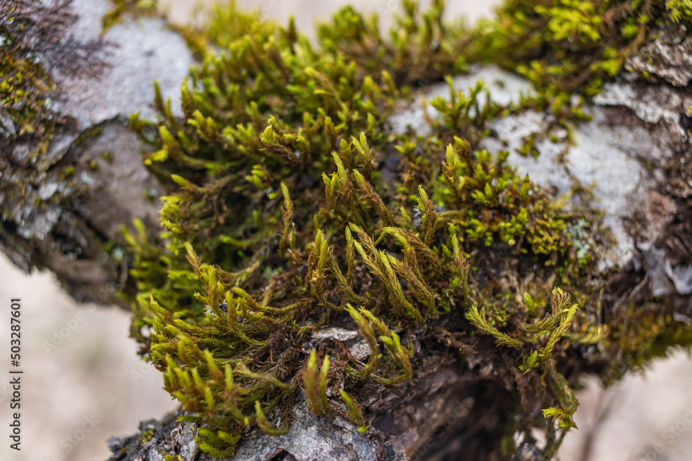 Tree branch overgrown with moss. Close up moss texture Tree branch overgrown with moss. Close up moss texture