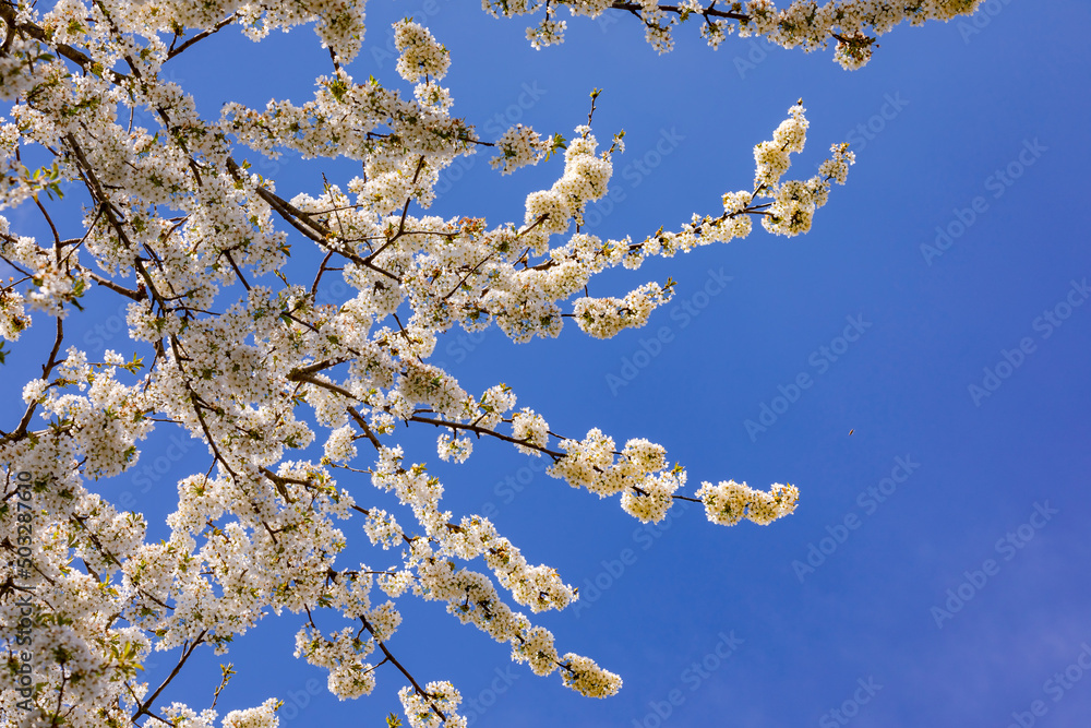 The cherry blossom on branches make a bright and friendly mood in the spring The cherry blossom on branches make a bright and friendly mood in the spring