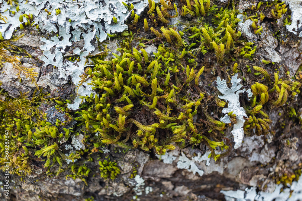 Tree branch overgrown with moss. Close up moss texture Tree branch overgrown with moss. Close up moss texture