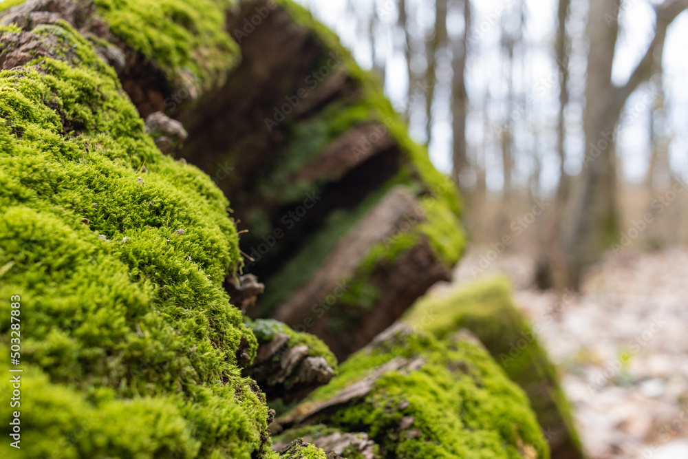 The stump is overgrown with moss. There are mushrooms growing on the beautiful stump. Close-up of a cutted mossy tree The stump is overgrown with moss. There are mushrooms growing on the beautiful stump. Close-up of a cutted mossy tree