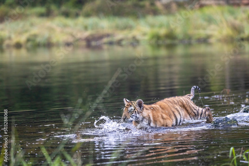 Cute Bengal tiger cub is running in the water. Horizontally. 