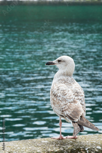 Vertical shor of a seagull looking to its left. Asturias © Majopez
