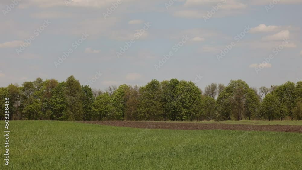 Timelapse - Spring green wheat field, trees, sky and plowed land Timelapse - Spring green wheat field, trees, sky and plowed land