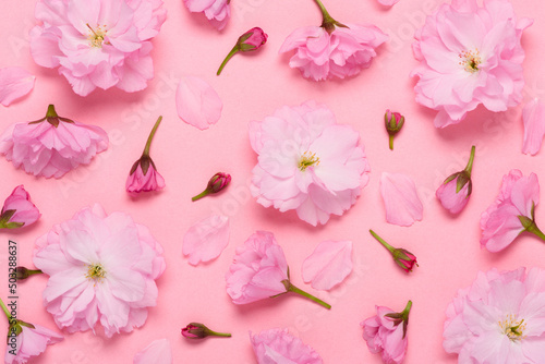 Sakura cherry flowers floral pattern, late blooming double flowered japanese yaezakura on pink background flat lay top view photo