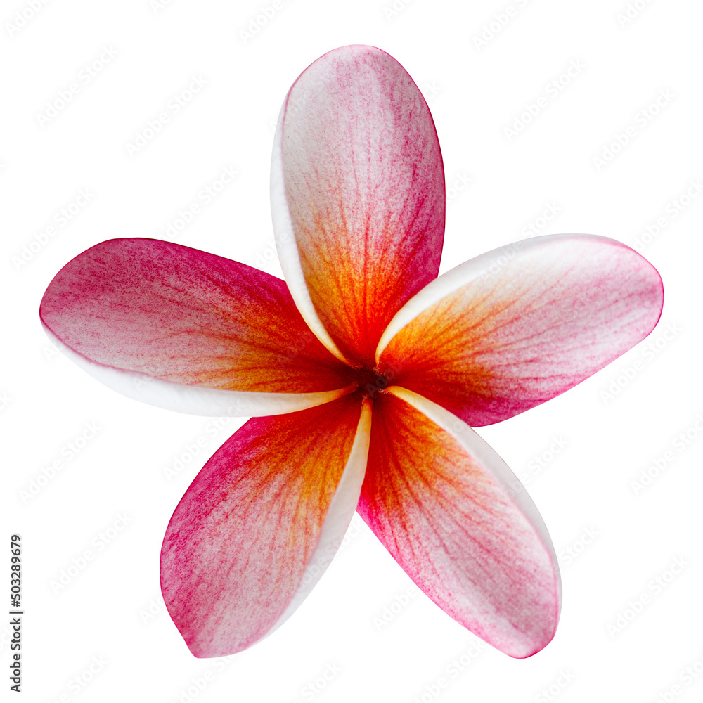 Frangipani flowers isolated on white background Frangipani flowers isolated on white background