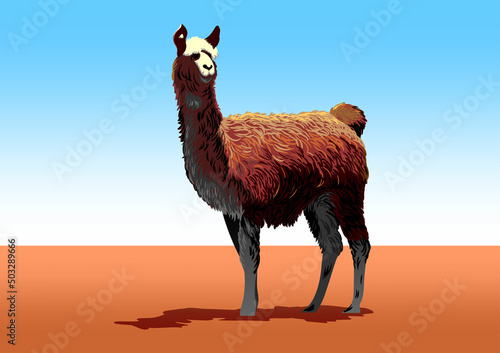 Detailed lama vector illustration.