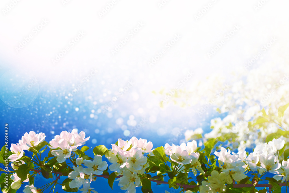 Obraz premium Blossoming branch cherry. Bright colorful spring flowers