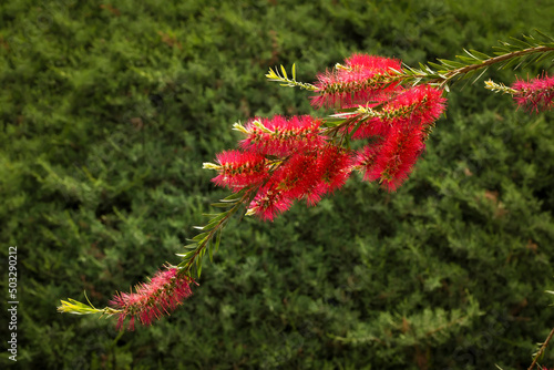 Common red bottlebrush flowers photo