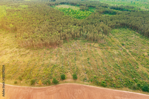 Aerial View Of Field And Deforestation Area Zone Landscape. Top View Of Field And Green Pine Forest Landscape. Large-scale Industrial Deforestation To Expand Agricultural Fields.