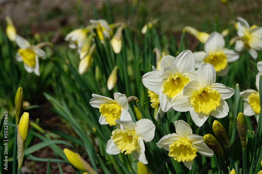Yellow Daffodils in lower right quadrant Yellow Daffodils in lower right quadrant
