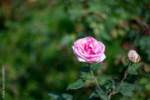 Wallpaper Mural Photo of rose in park. Blurred background. Torontodigital.ca