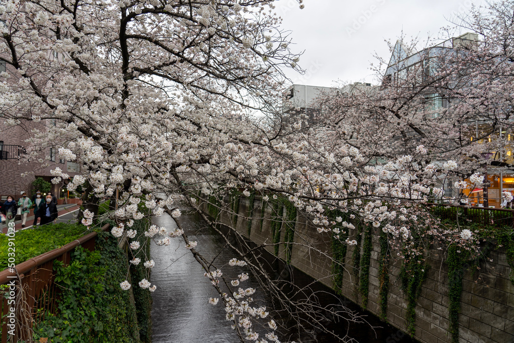 blossom in spring