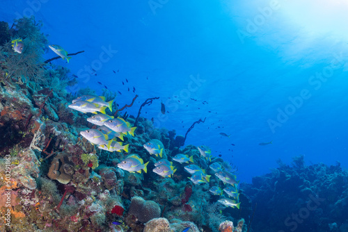 A tropical reef scene underwater in the Caribbean sea. A school of fish called schoolmaster snappers swim through the coral and sponge under the deep blue water. The sun beams penetrate the surface