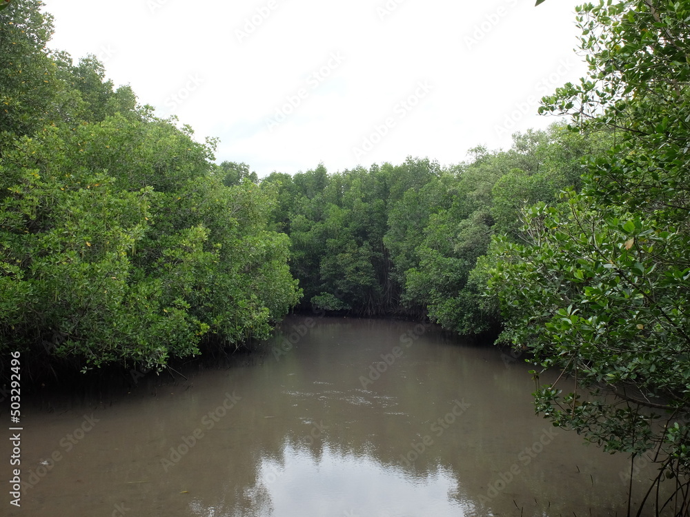Mangrove forest in the river in Sirinat Rajini Mangrove Ecosystem Study Center, Pak Nam Pran, Pran Buri, Prachuap Khiri Khan, Thailand