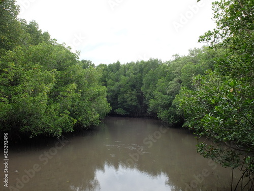 Mangrove forest in the river in Sirinat Rajini Mangrove Ecosystem Study Center, Pak Nam Pran, Pran Buri, Prachuap Khiri Khan, Thailand