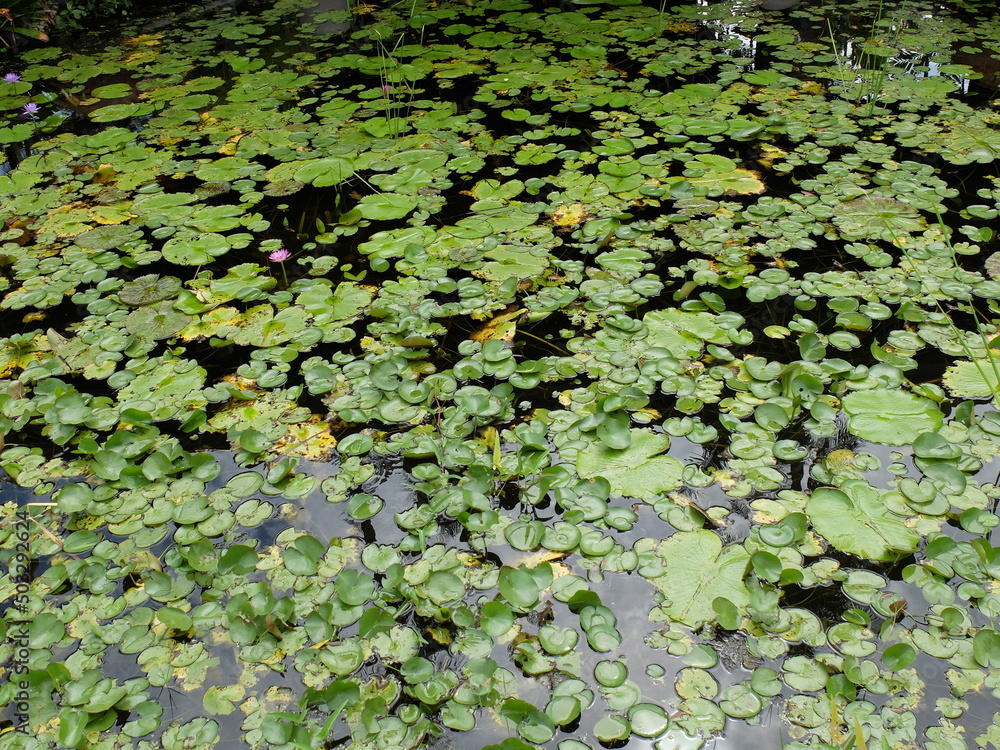 Lotus leaves in lotus pond Lotus leaves in lotus pond
