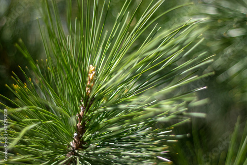 Pine branch close-up. Green needles on a pine branch on a blurred background. The sun illuminates the green spruce branch, side view.